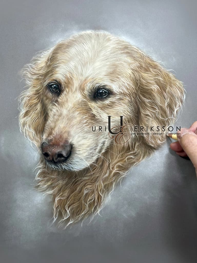 Pet Portraits - Ami