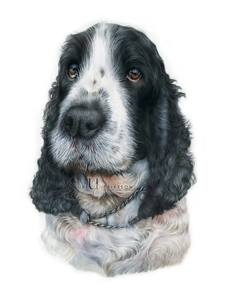 Pet Portraits - Baileys