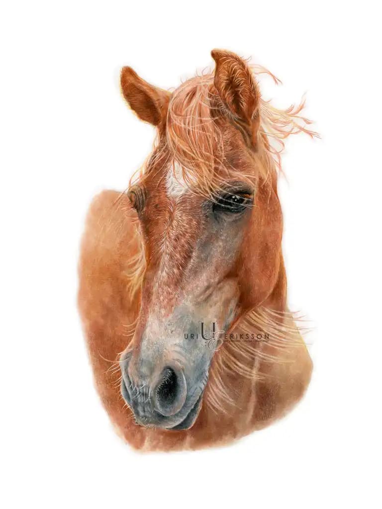 Pet Portraits - Horse