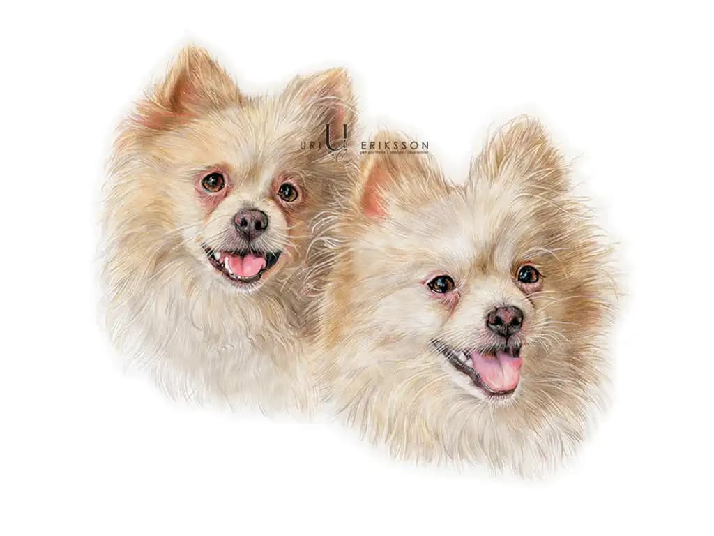 Pet Portraits - Kia & Bullet