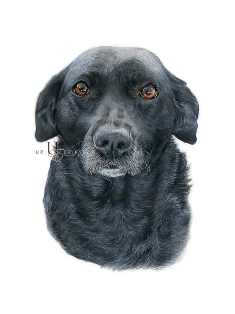 Pet Portraits - Wilma