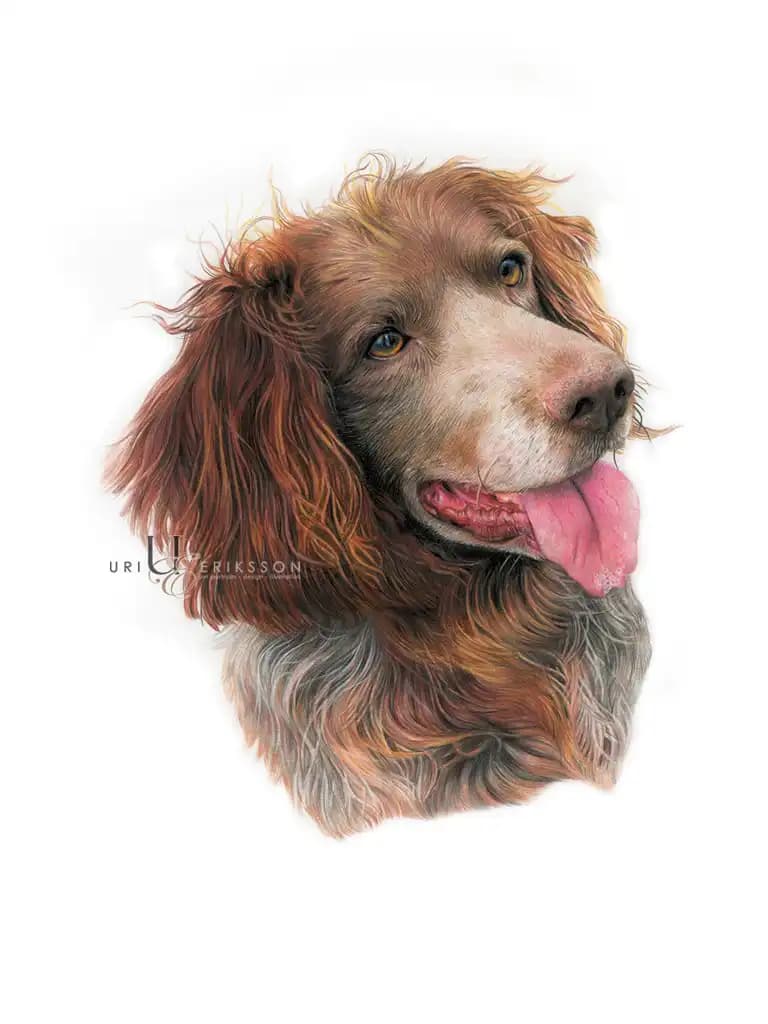 Pet Portraits - Zigge